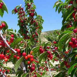HẠT GIỐNG CHERRY