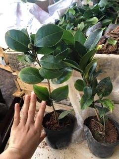 Hoa trà my đủ màu