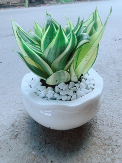 Chậu Lưỡi Hổ Thái