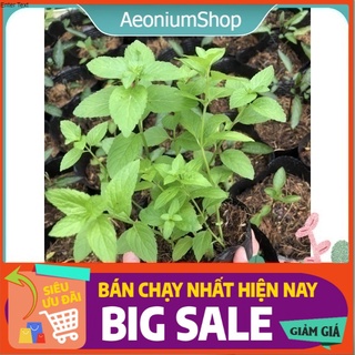 Combo 3 Cây Bạc Hà Nhật 🌿 ( JAPANESE MINT 🪴)