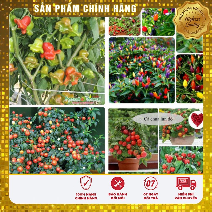 -30 % COMBO 06 GÓI ỚI + CÀ CHUA BONSAI