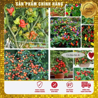 -30 % COMBO 06 GÓI ỚI + CÀ CHUA BONSAI