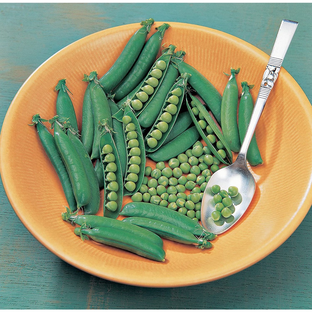 Hạt đậu HÀ LAN NHẬP KHẨU Burpee Sugar Snap