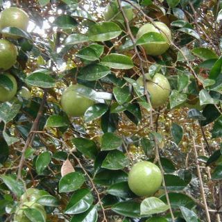 Cây vú sữa lò rèn