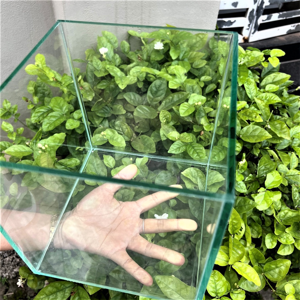 Hồ cá, bể cá cảnh thủy sinh ( D2O x R20x C20), tặng kèm phụ kiện CÂY &amp; ĐÁ