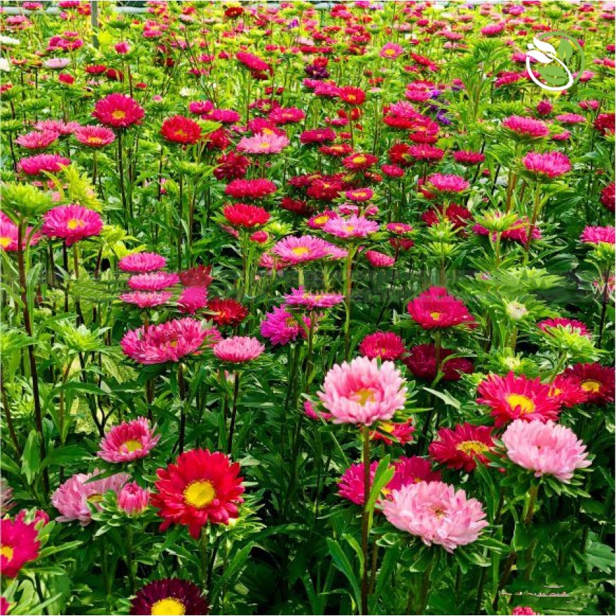 Hạt Giống Hoa Cúc Đà Lạt PN-22 - Gói 0.5g - Chrysanthemum Flower