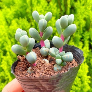 Sen đá lá tim 5-7cm - Vườn sen đá