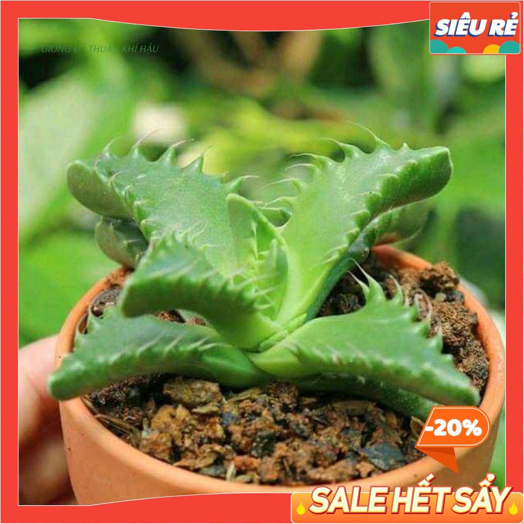 [SALE SỐC] - Cây Sen Đá đẹp - SEN ĐÁ HÀM CÁ MẬP size mini - cực dễ chăm MAYAA