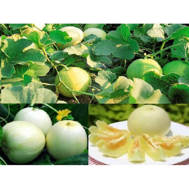 Hạt giống dưa lê kim ngân f1 .mua 5 túi tặng 1 túi bắt kỳ.