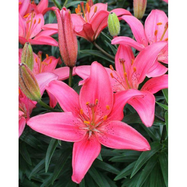 CỦ HOA LY LÙN MÀU HỒNG