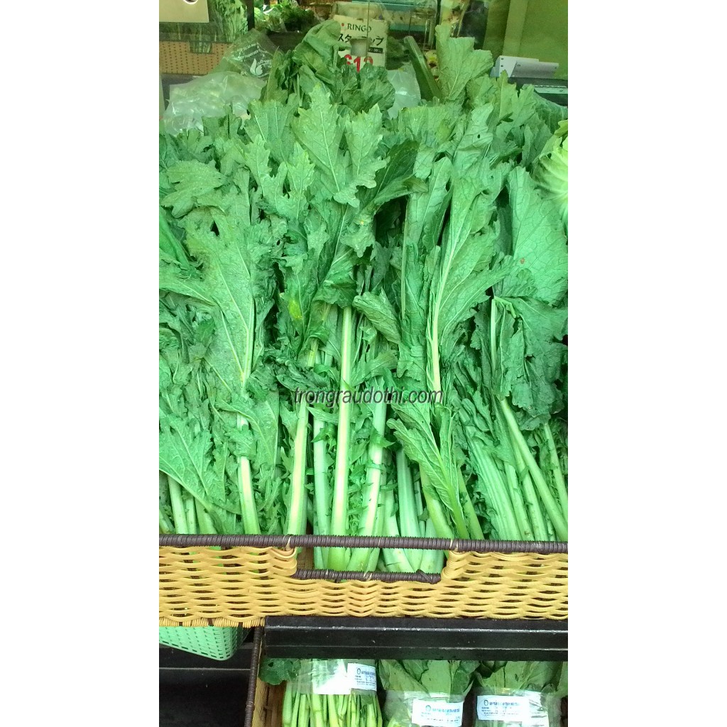 Hạt giống rau cải mèo (cải lá xẻ) 20gr