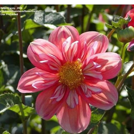 Hạt giống thược dược công chúa mix - 1 gói 50  hạt