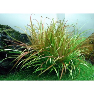 Cây thuỷ sinh Cỏ Nhật - dễ trồng không cần co2  trang trí bể cá