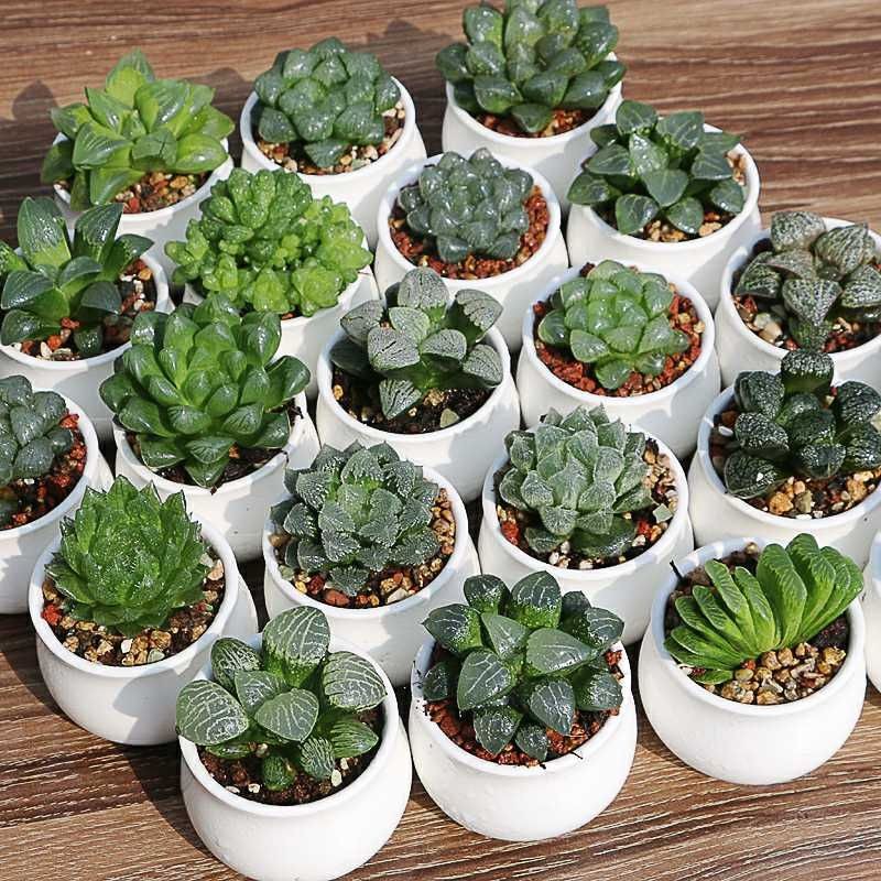 Sen đá ngọc tròn Full Size đã thuần khí hậu, sen đá vỉ size mini để bàn, Siêu khỏe, trang trí decor phòng