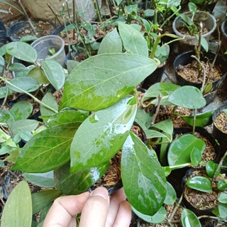 Cây giống hoya Obscura ( cẩm cù obscura)