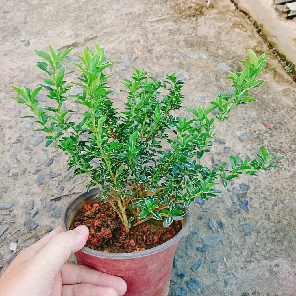 Cây cảnh bạch tuyết mai