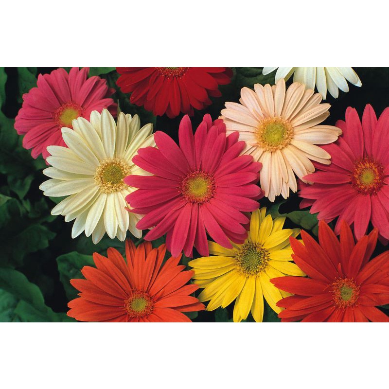 Hạt giống hoa Đồng Tiền Kép 30 Hạt Outsidepride Gerbera Daisy Flower Seed Plant Mix