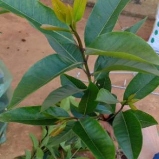 CÂY VỐI NẾP
