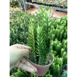Xương rồng Tảo xanh