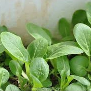 20gram HẠT GIỐNG CẢI THÌA