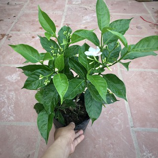 Cây hoa ngọc bút cao 40cm (Ảnh thật)..