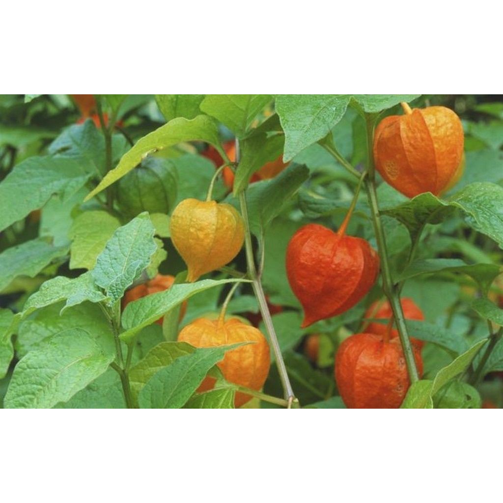 Hạt giống quả tầm bóp