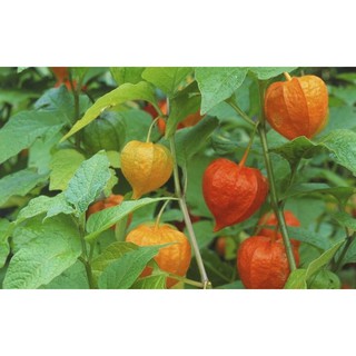 Hạt giống quả tầm bóp