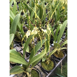 Vũ nữ nhện xanh