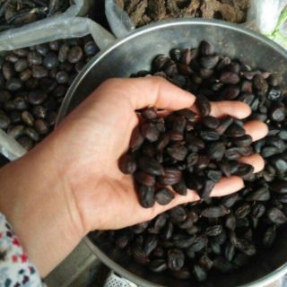50g Hạt Dổi nếp Điện Biên