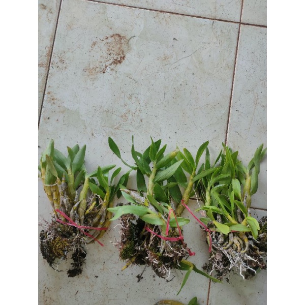 1 bó lan kim điệp xuân hoa tết