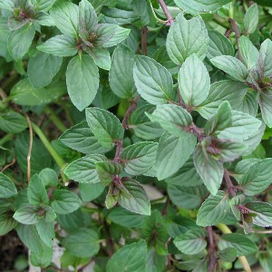 100h Hạt Giống Húng Bạc Hà Âu Peppermint