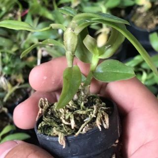 Phi điệp mắt đỏ