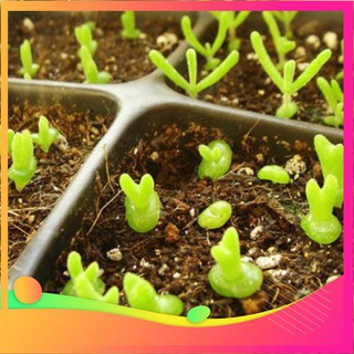 Hạt giống tai thỏ mix - 10 hạt vietgar