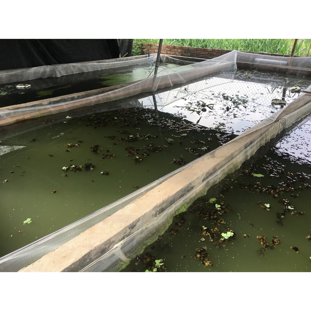 Tráng nuôi ốc nhồi thương phẩm chuyên nghiệp 3m x 2m x 1m