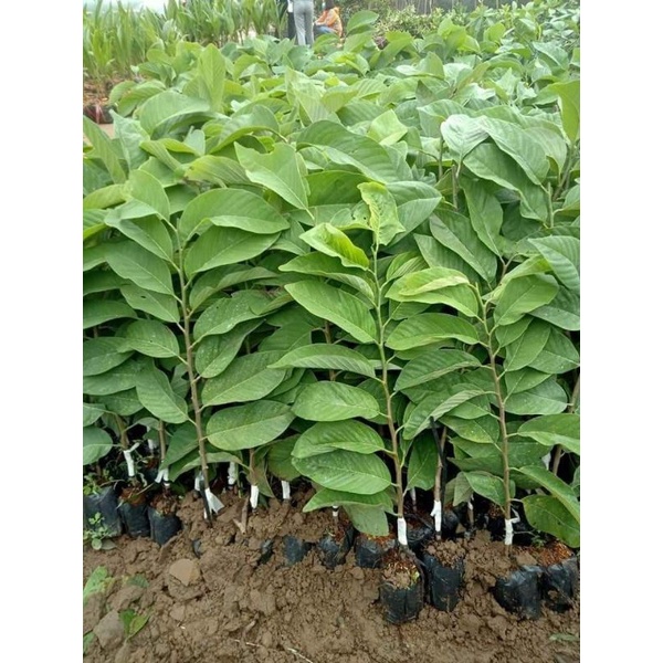 Giống cây na dứa Đài Loan