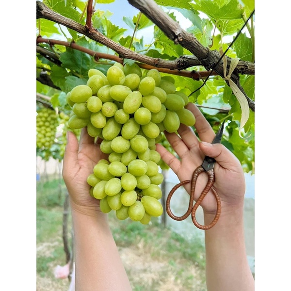 Phân Dê Ninh Thuận - Gói 1kg