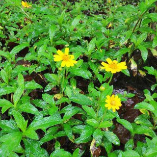 combo 50 nhánh cây sài đất có rễ dài 15 đến 25 cm để trồng làm giống