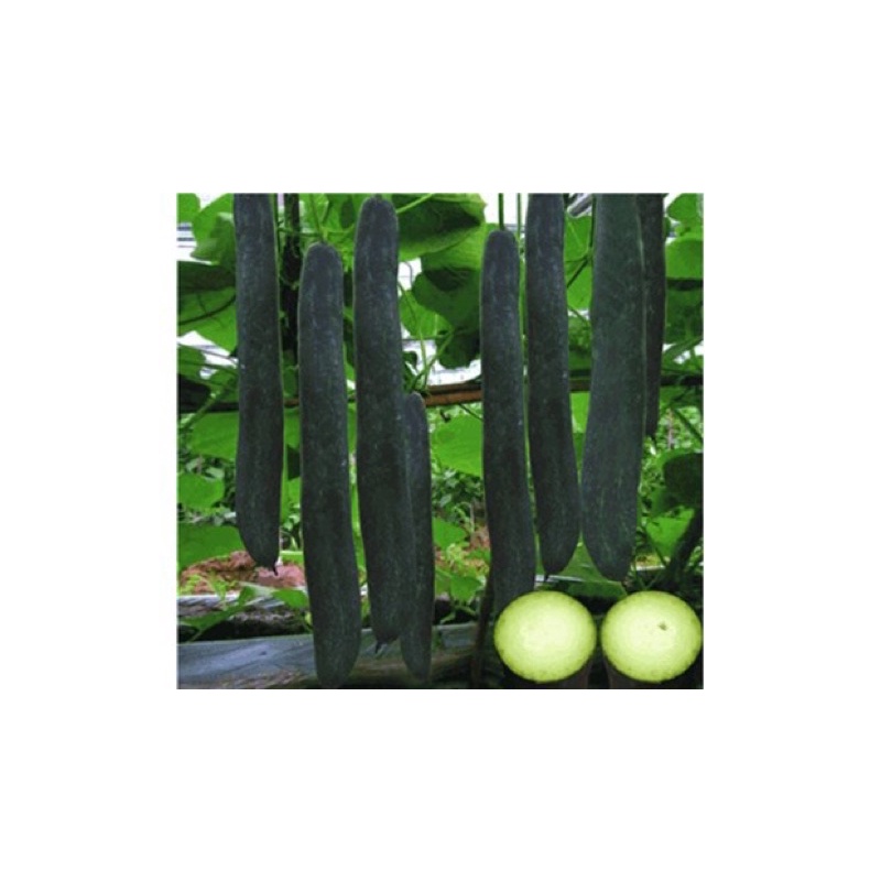 Hạt giống bí đao xanh/ bí sặt ruột đặc cao sản F1