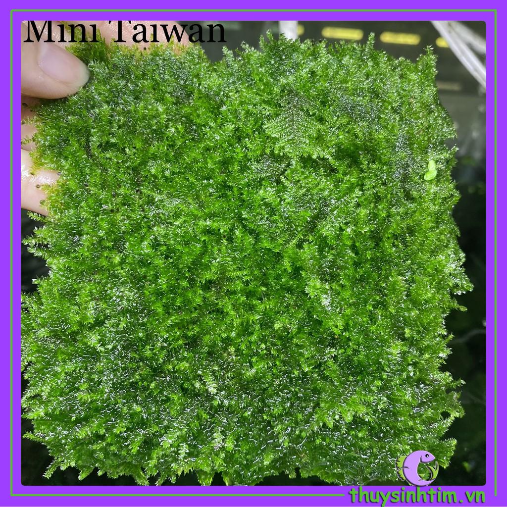 Vỉ Rêu Mini Taiwan - Gắn Lũa, Đá