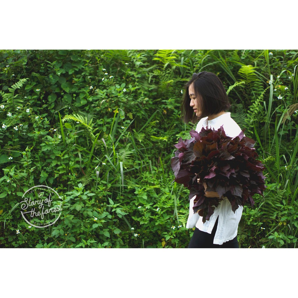 BỘT TÍA TÔ NGUYÊN CHẤT