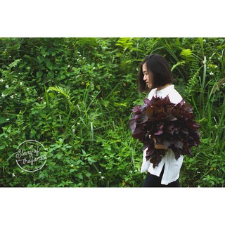 BỘT TÍA TÔ NGUYÊN CHẤT [STORY OF THE FOREST]