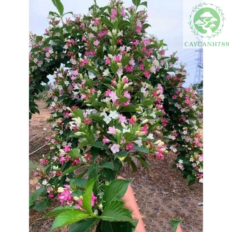 Cây hoa Đại Cát giống cao 30cm (Ảnh thật số 2)