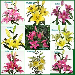 10 củ hoa Ly đã kích mầm chuẩn tết