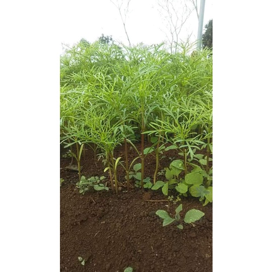 Hạt giống hoa sao nhái - cánh bướm MÀU ĐỎ GÓI 1 LẠNG nhiều hạt đẹp tỷ lệ nảy mầm cao dễ trồng HSN0099