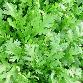 Hạt Giống Rau Tần Ô - 20Gram