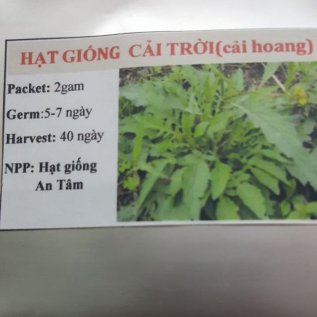 HẠT GIỐNG RAU CẢI TRỜI(CẢI HOANG) gói 0.1gam