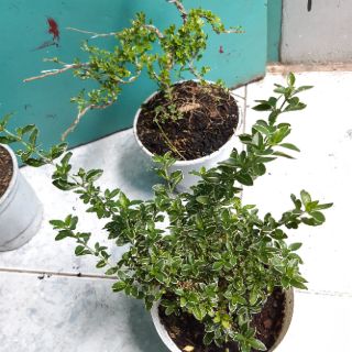Cây cần thăng bonsai mini