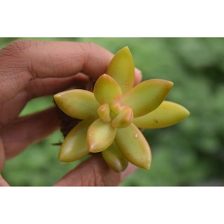 sen đá đá lửa mini 2-4cm