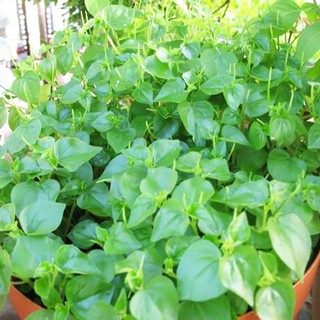 Hạt giống rau càng cua