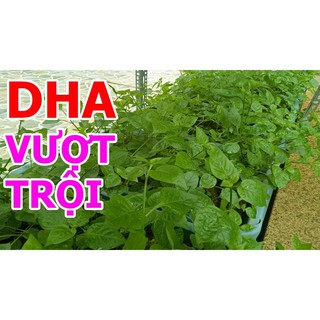 3 Cây giống rau Ngót Nhật